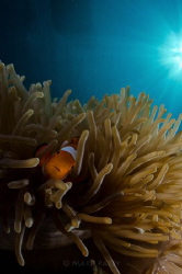 Nemo! by Mark Pacey 